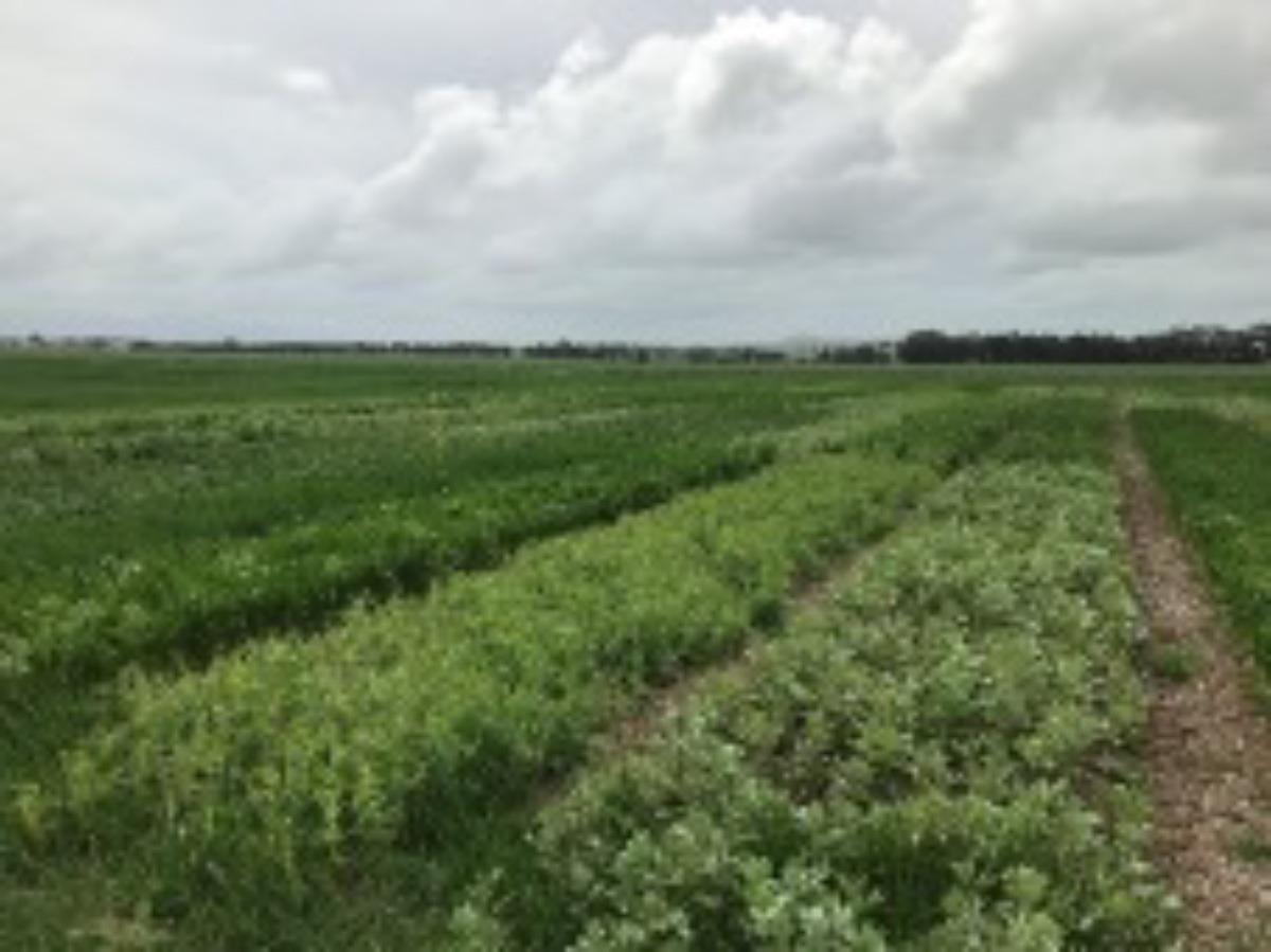Intercropping to exploit rainfall for profit