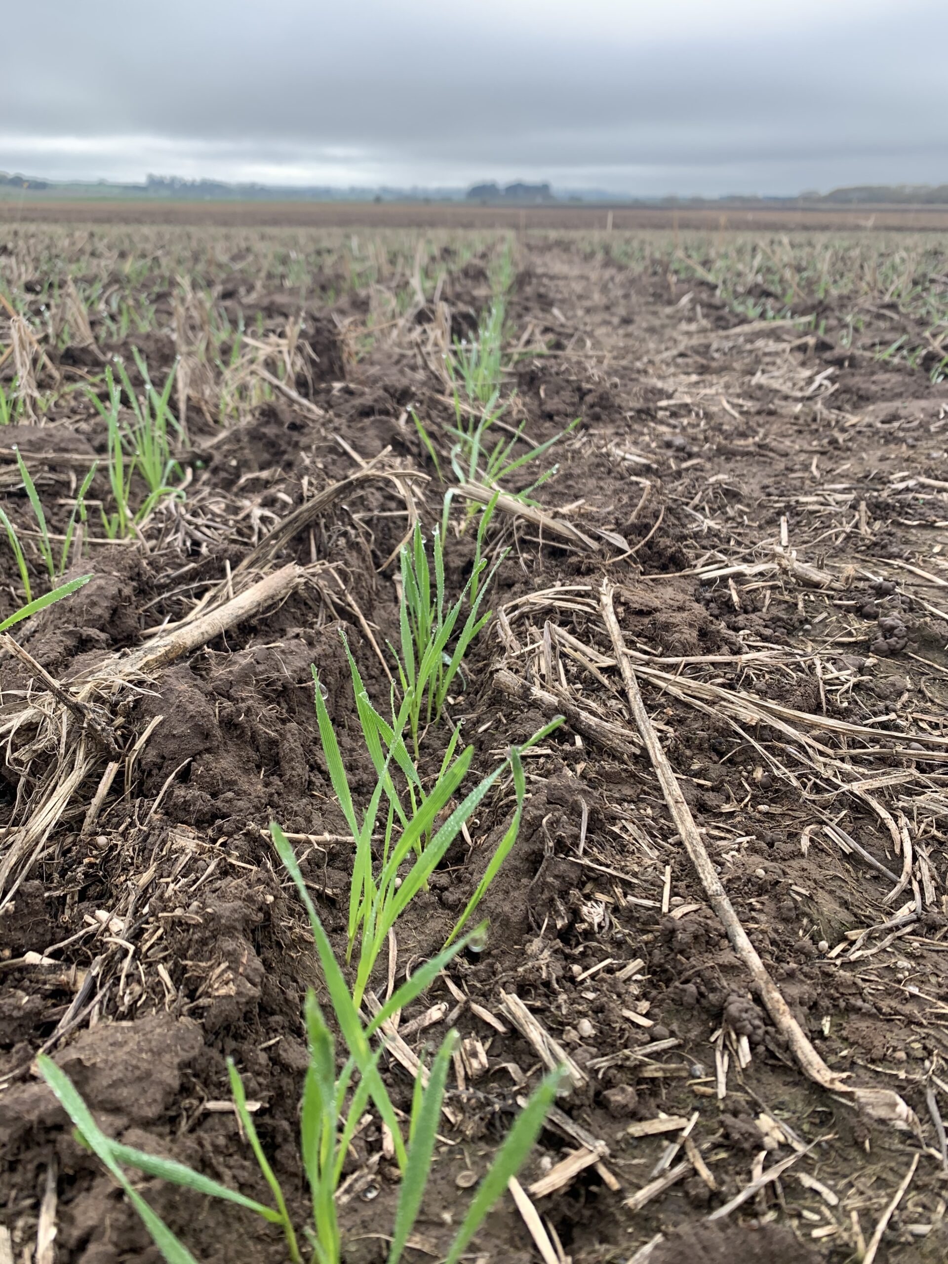 NVT wheat germinating in direct drilled hemp stubble