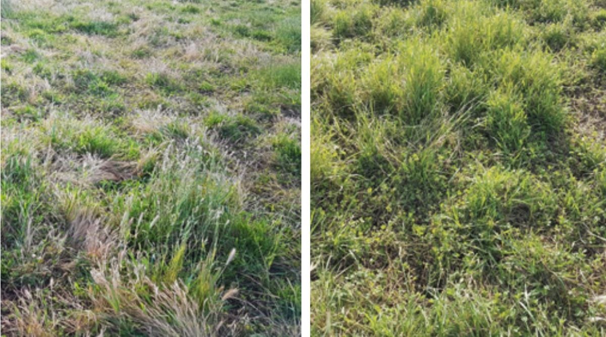 How do I ...know if herbicide application