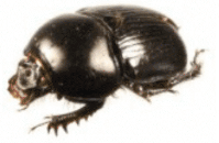 Geotrupes spiniger