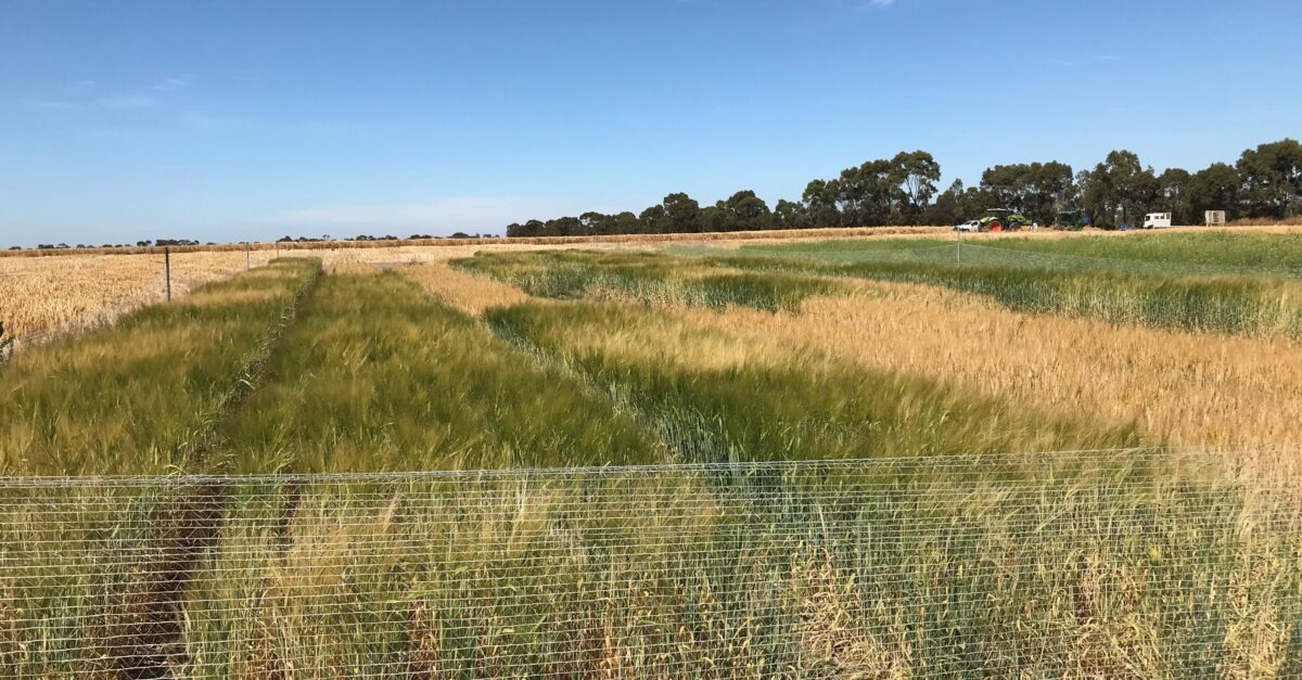 Spring Sowing Options After a Wet Winter – Southern Farming Systems