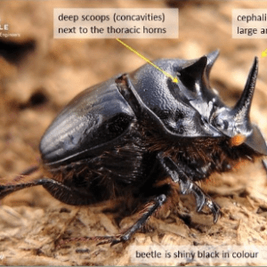 Dung Beetle o mniszechi