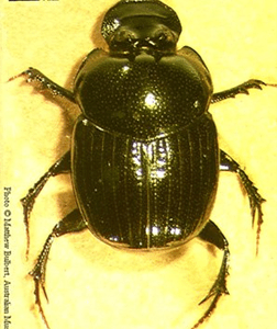 Dung Beetle o mutatus 1
