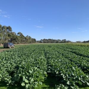 15-5 SDF VAR BRA (2)