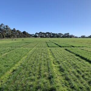16-6-23 Tall fescue trial
