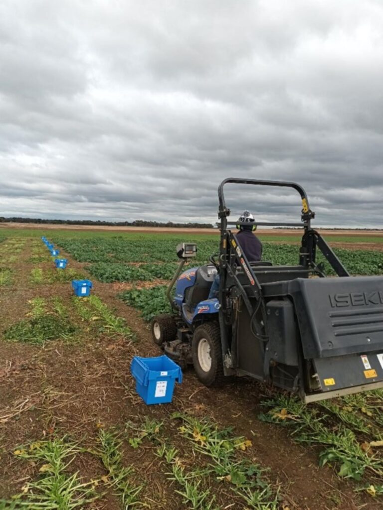 Winter Canola Performance