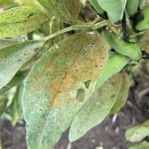 Rust in Faba Beans