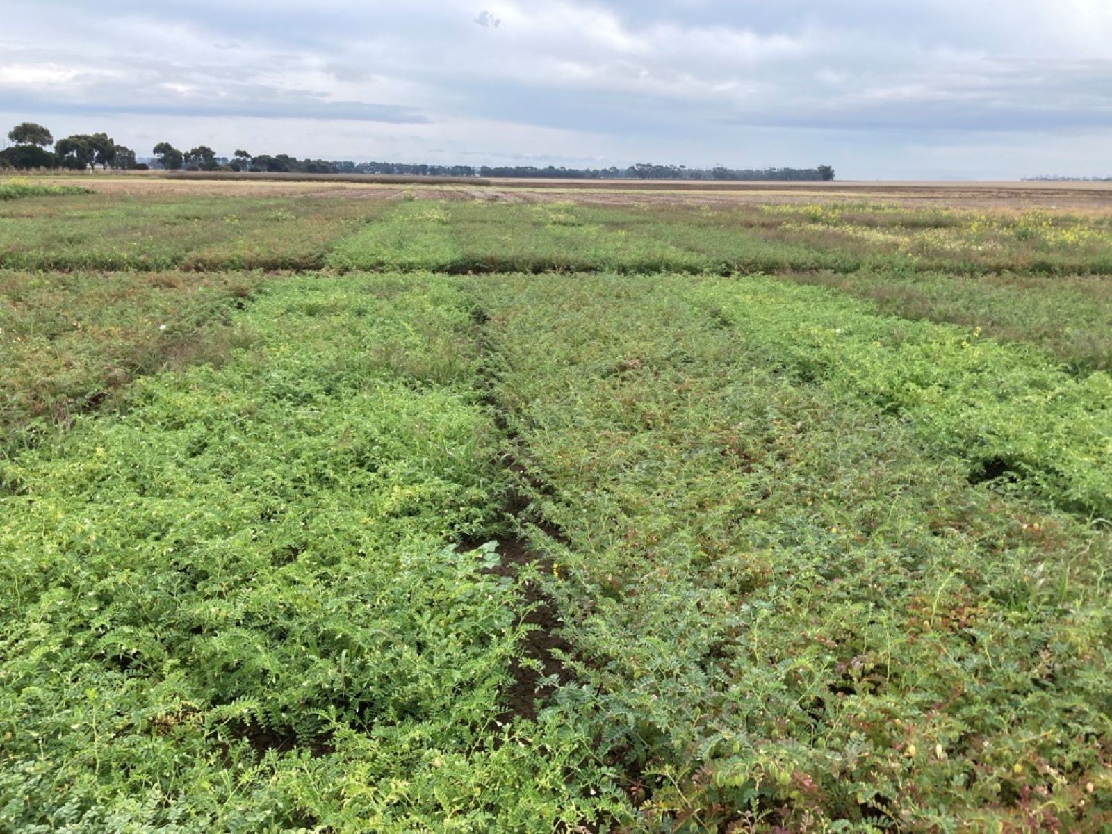 Spring Chickpeas Canopy rs