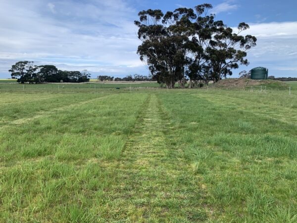 29-8-23 Lonies phalaris diff between gibb (left) urea (right)