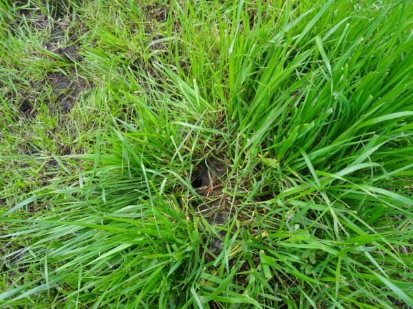Grass grazed on dung patch DSC03994