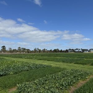 2-10-24 MLA DRB PAS (2)