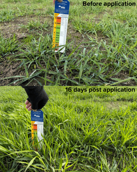 Gibb acid effect - portrait