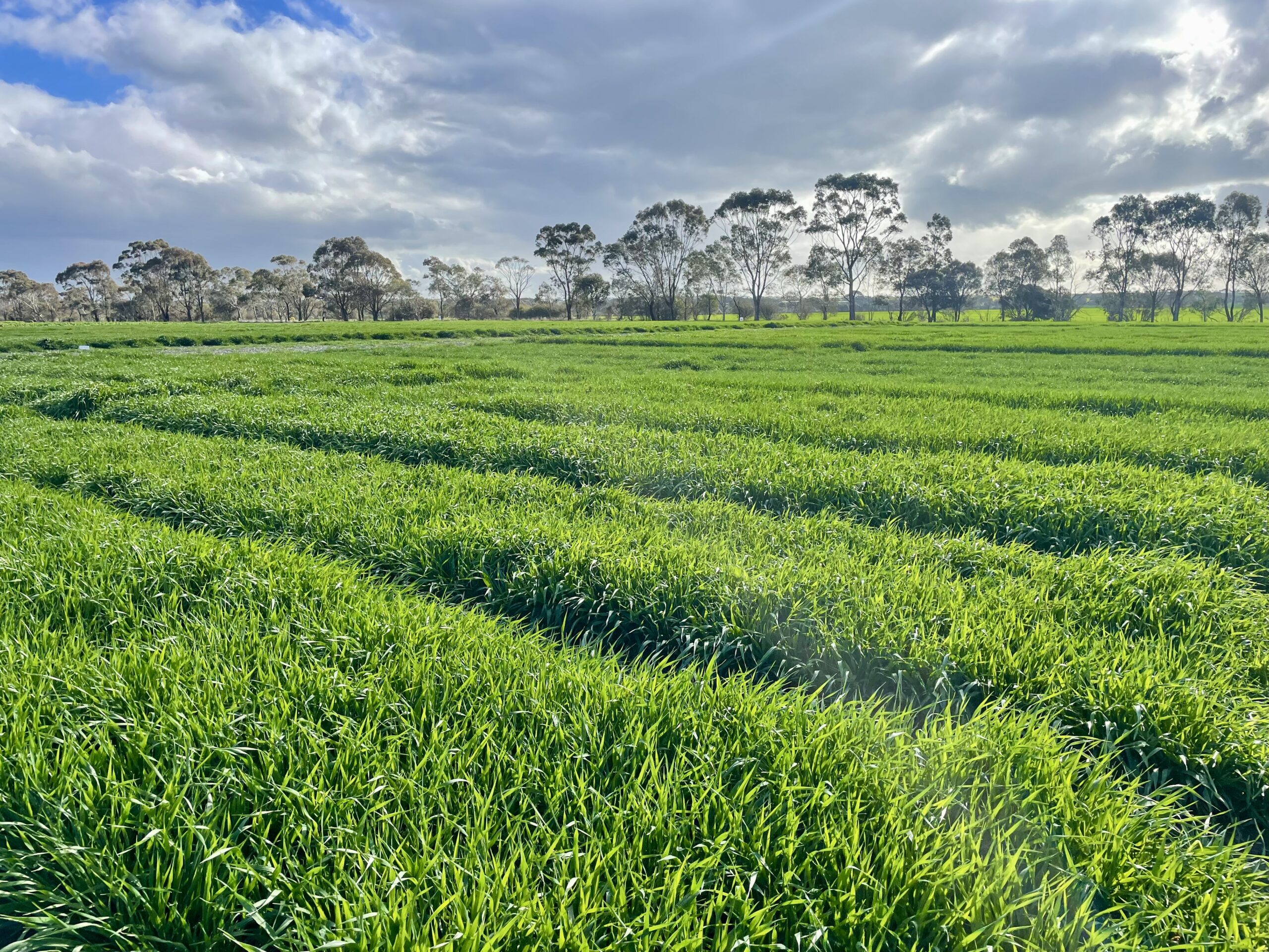 Barley at the Streatham trial site