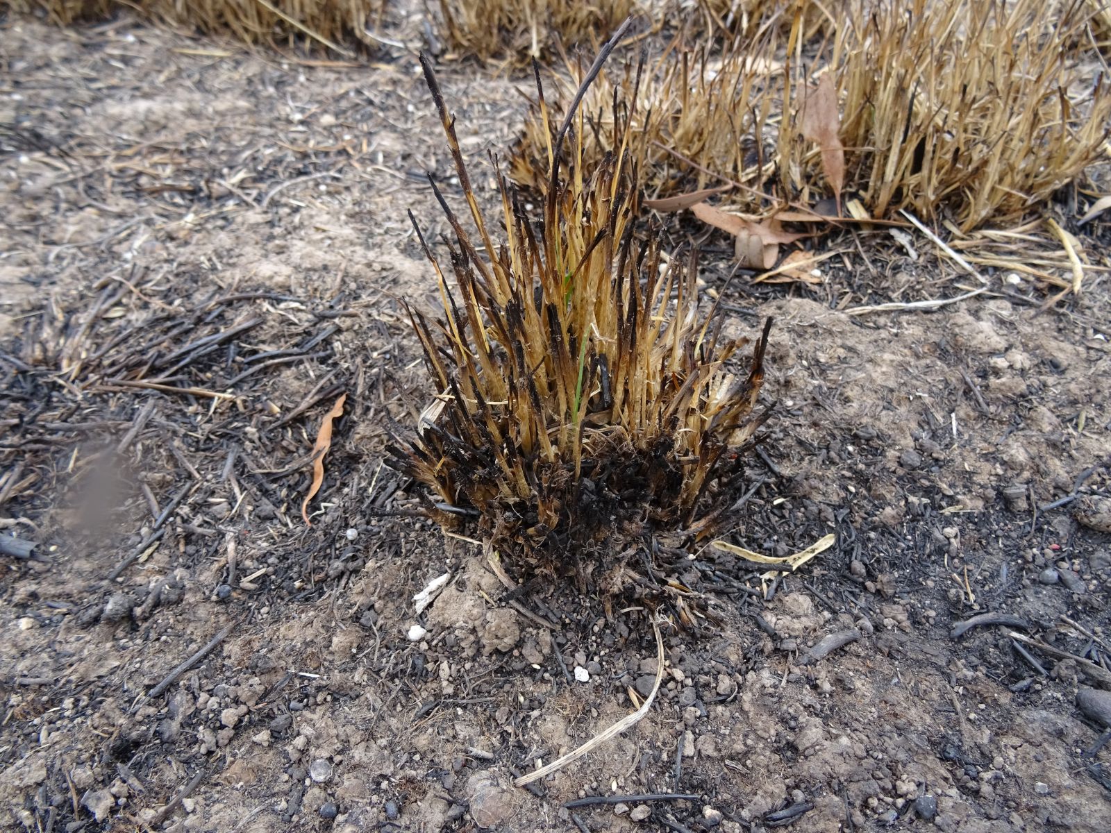 Ryegrass italian burnt DSC00314