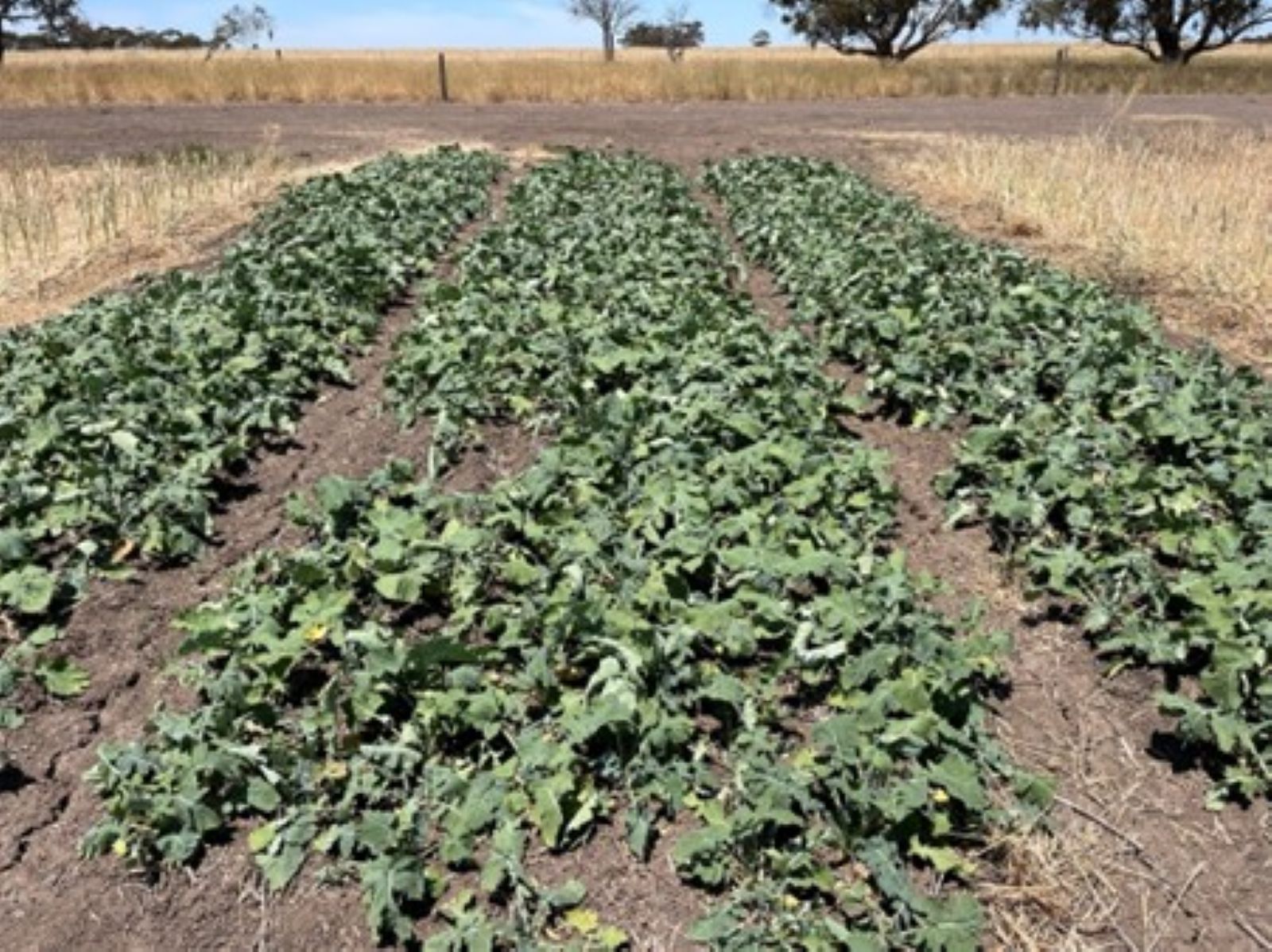 Warrambeen canola Warrambeen canola