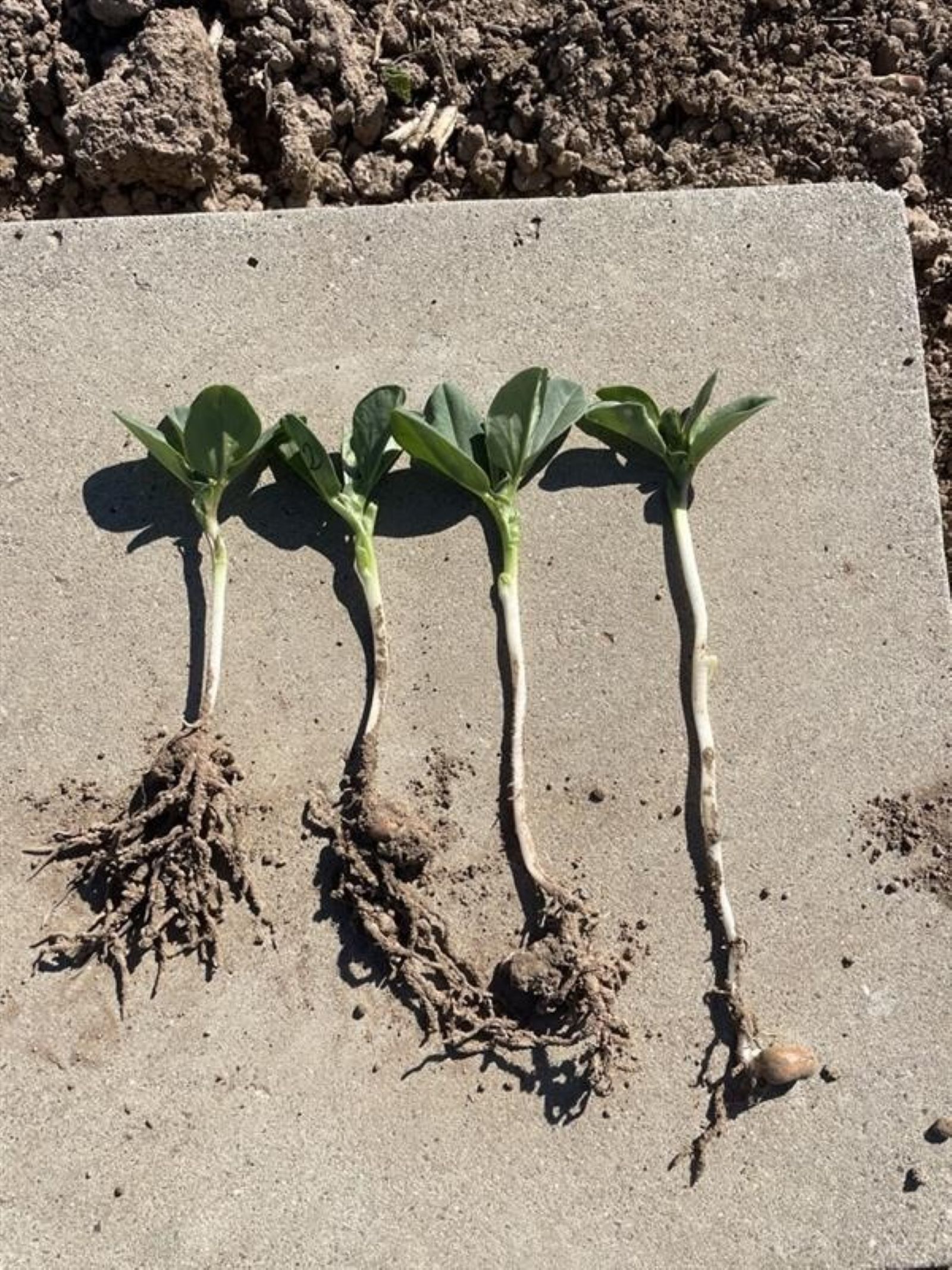 Faba Bean TOS 1 Seed depth emergence 26-4-26