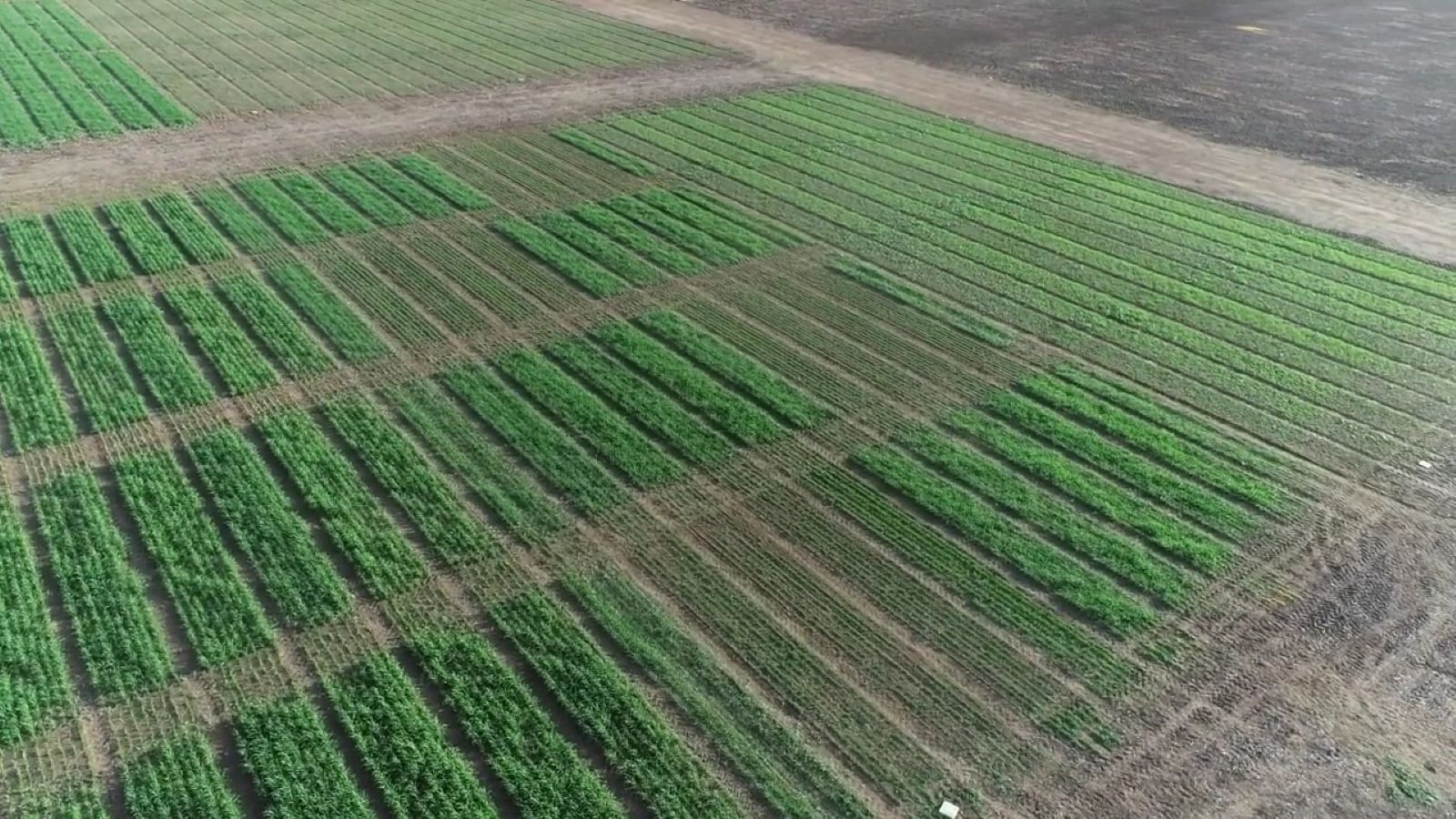 18.6.26 Streatham Grain ngraze drone image 18.6.26 Streatham Grain ngraze drone image