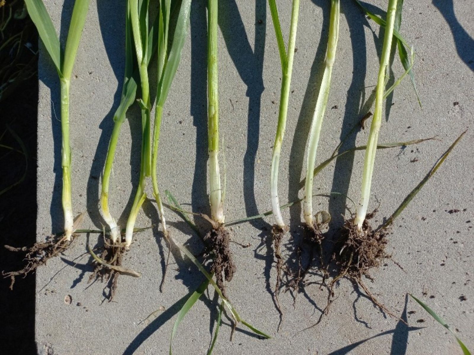 4 grazed left and 4 ungrazed on the right VxM GArzing trial Streatham July 2026 4 grazed left and 4 ungrazed on the right VxM GArzing trial Streatham July 2026