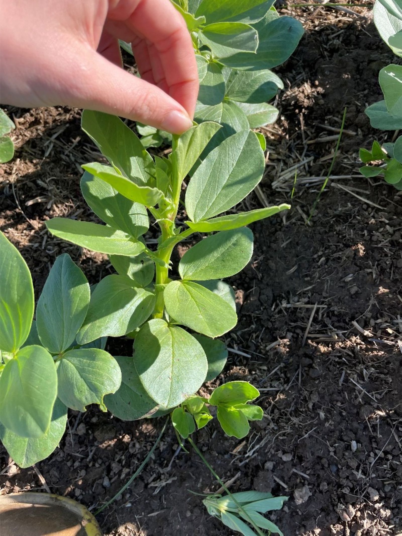 GD Hamilton Beans July 2026